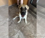 Small #1 Mastiff