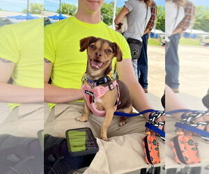 Chihuahua-Unknown Mix Dogs for adoption in Mooresville, NC, USA
