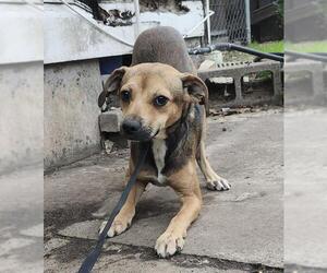 Mutt Dogs for adoption in San Antonio, TX, USA