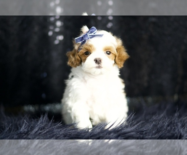 Medium Photo #3 Maltipoo Puppy For Sale in WARSAW, IN, USA