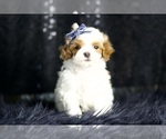 Small #2 Maltipoo