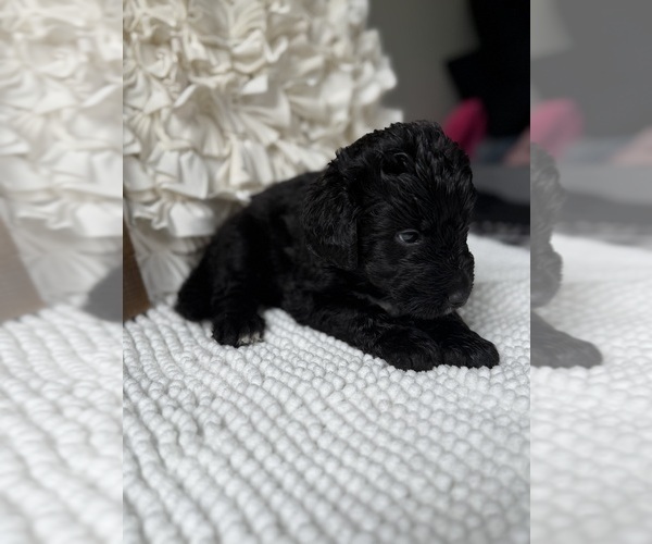 Medium Photo #5 Bernedoodle Puppy For Sale in BELMONT, NC, USA