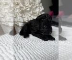 Small #4 Bernedoodle