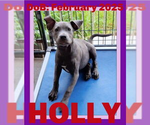 Medium American Pit Bull Terrier Mix