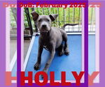 Small American Pit Bull Terrier Mix