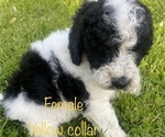 Small Photo #5 Labradoodle Puppy For Sale in CORYDON, IN, USA