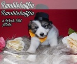 Small Photo #12 Great Pyrenees Puppy For Sale in HILLSVILLE, VA, USA
