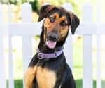 Small #1 Doberman Pinscher-German Shepherd Dog Mix