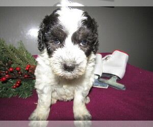 Saint Berdoodle Puppy for sale in JACKSON, MI, USA