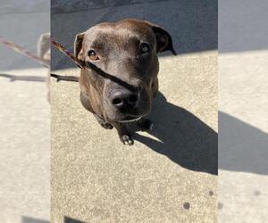 American Pit Bull Terrier-Labrador Retriever Mix Dogs for adoption in Stockton, CA, USA
