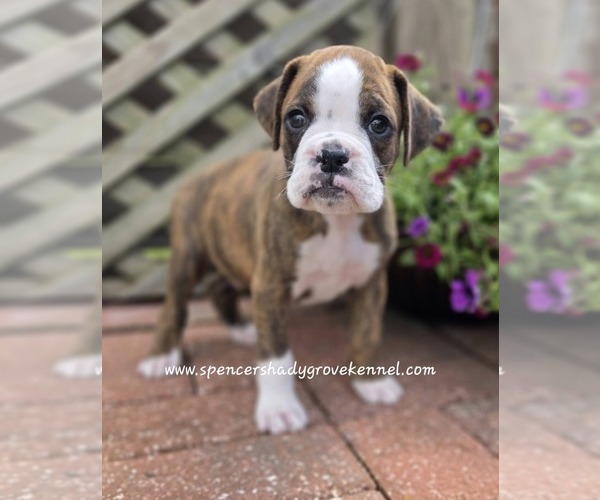 Medium Photo #5 Boxer Puppy For Sale in CABOOL, MO, USA