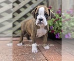 Small #4 Boxer