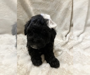 Coton de Tulear-Poo-Ton Mix Puppy for sale in HOUSTON, TX, USA