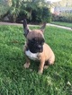 Small Photo #3 French Bulldog Puppy For Sale in HUNTINGTN BCH, CA, USA