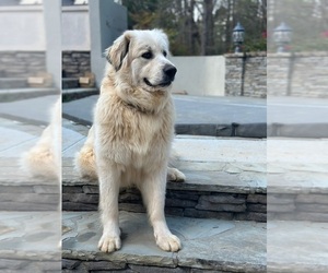 Father of the Great Pyrenees puppies born on 03/13/2025
