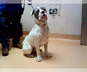 Mastiff-Unknown Mix Dogs for adoption in Martinez, CA, USA