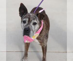 American Staffordshire Terrier-Unknown Mix Dogs for adoption in San Antonio, TX, USA