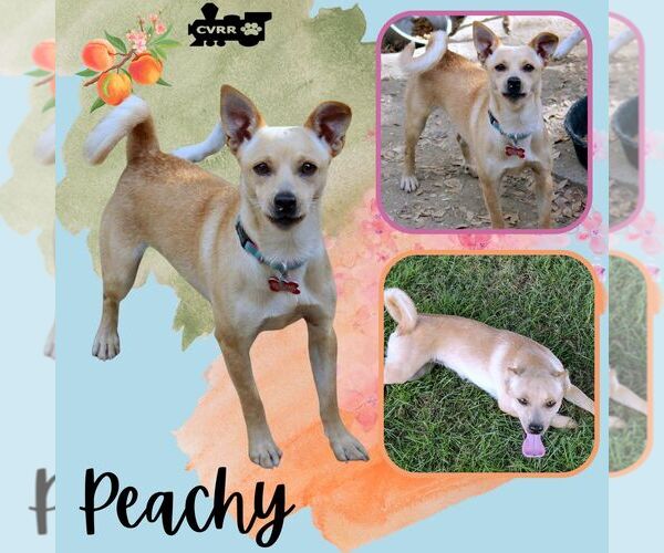 Medium Photo #2 Chihuahua-Unknown Mix Puppy For Sale in Lindsay, CA, USA