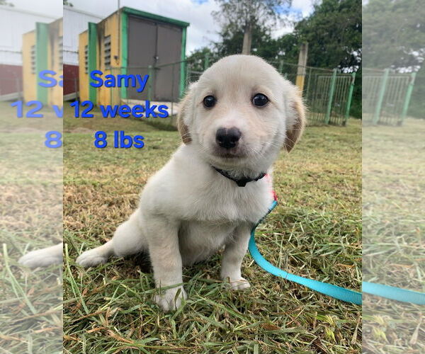 Medium Photo #3 Labrador Retriever-Unknown Mix Puppy For Sale in Virginia Beach, VA, USA