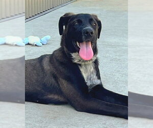 Mutt Dogs for adoption in Sacramento, CA, USA