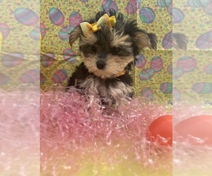 Morkie Puppy for sale in LANCASTER, MO, USA