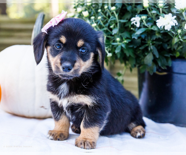 Medium Photo #1 Dorgi Puppy For Sale in WAKARUSA, IN, USA