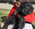 Small Photo #7 Black Russian Terrier Puppy For Sale in S CHARLESTON, WV, USA