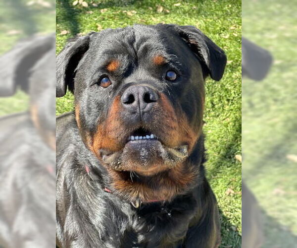 Medium Photo #5 Rottweiler-Unknown Mix Puppy For Sale in Ventura, CA, USA