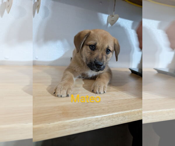Medium Photo #2 Mutt Puppy For Sale in Chinook, MT, USA