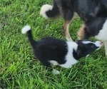 Small Photo #3 Border Collie Puppy For Sale in BLAKESBURG, IA, USA