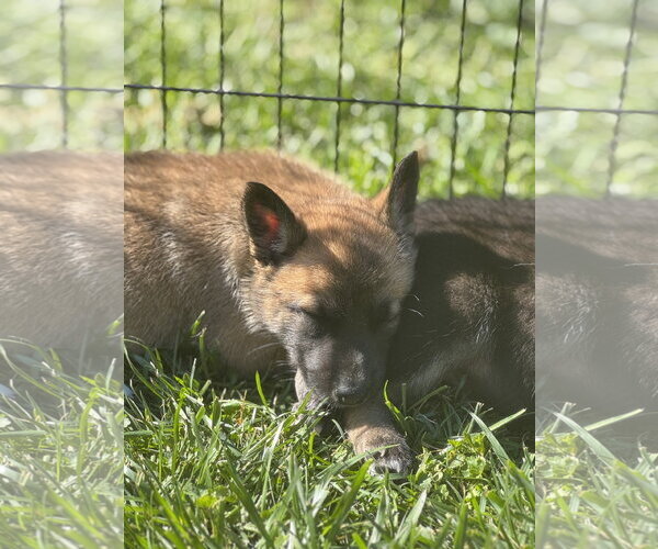 Medium Photo #5 Siberian Husky-Unknown Mix Puppy For Sale in Holly Springs, NC, USA