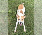Small #2 Mutt