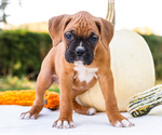Puppy Oscar Boxer