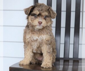 Aussiedoodle Miniature -Poodle (Miniature) Mix Puppy for sale in FREDERICKSBG, OH, USA