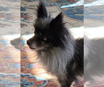 Small #4 Pomeranian
