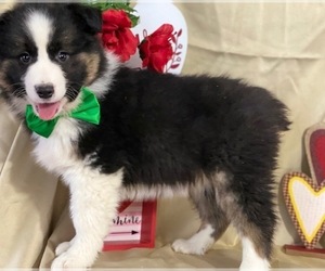 Australian Shepherd Puppy for sale in LANCASTER, PA, USA