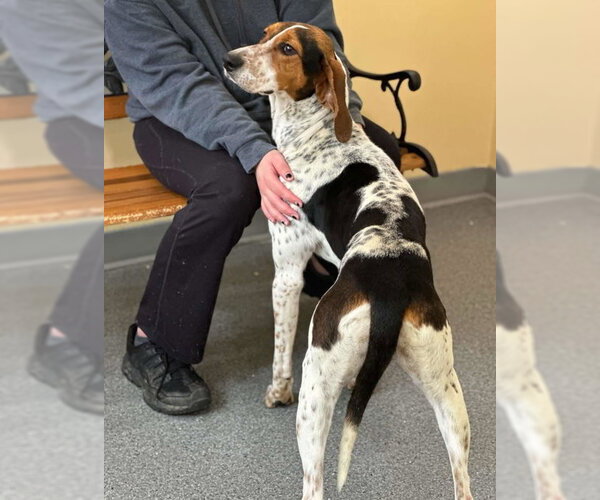 Medium Photo #1 Treeing Walker Coonhound-Unknown Mix Puppy For Sale in Low Moor, VA, USA