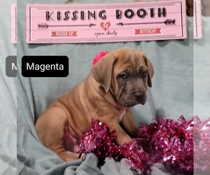 Cane Corso Puppy for sale in POMEROY, OH, USA