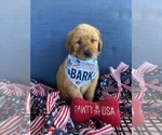 Small #3 Golden Retriever