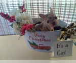 Small Photo #9 French Bulldog Puppy For Sale in GULLIVER, MI, USA