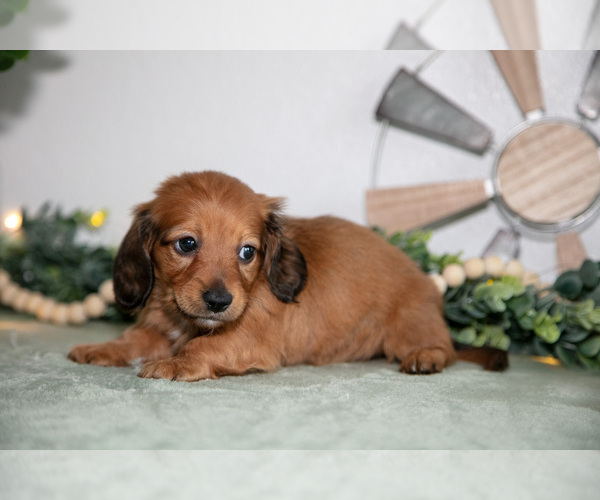 Medium Photo #6 Dachshund Puppy For Sale in GOSHEN, IN, USA