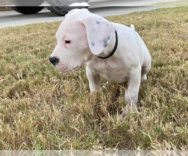 Medium Photo #18 Dogo Argentino Puppy For Sale in SAN ANTONIO, TX, USA