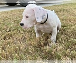 Small Photo #18 Dogo Argentino Puppy For Sale in SAN ANTONIO, TX, USA