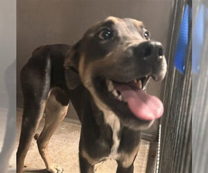 Mutt Dogs for adoption in San Bernardino, CA, USA