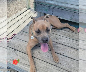 Garth - Male Mutt Dog for Adoption - Photo #9