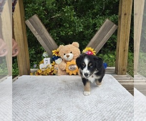 Miniature Australian Shepherd Puppy for sale in MIDDLEBURG, FL, USA