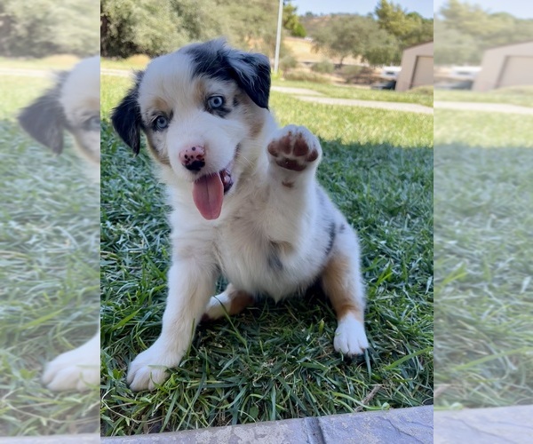 Medium Photo #11 Australian Shepherd Puppy For Sale in PASO ROBLES, CA, USA