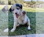 Puppy Darla AKC Australian Shepherd