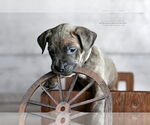 Small #1 American Pit Bull Terrier