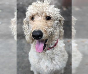 Medium Labradoodle